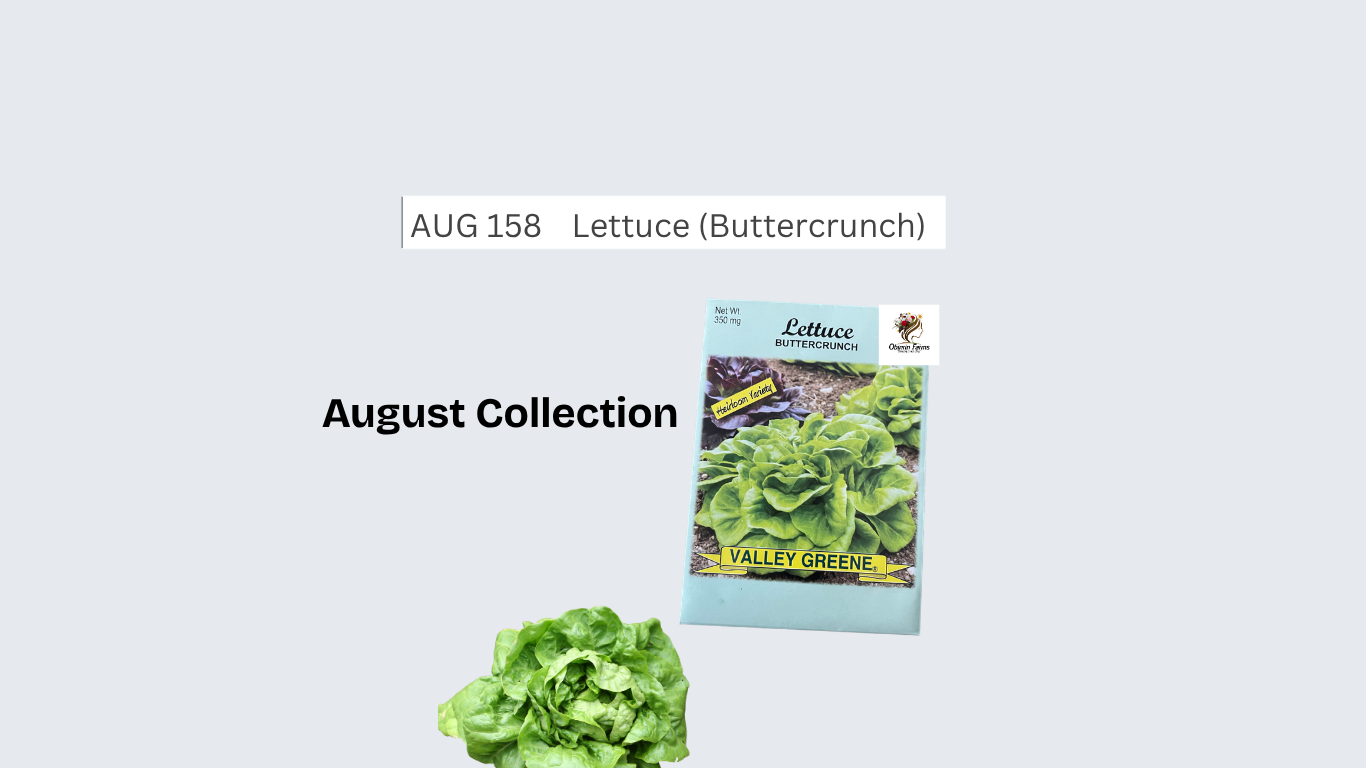 Lettuce (Buttercrunch)