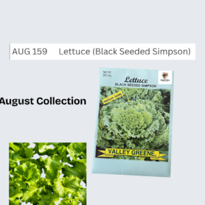 Lettuce (Black Seeded Simpson)