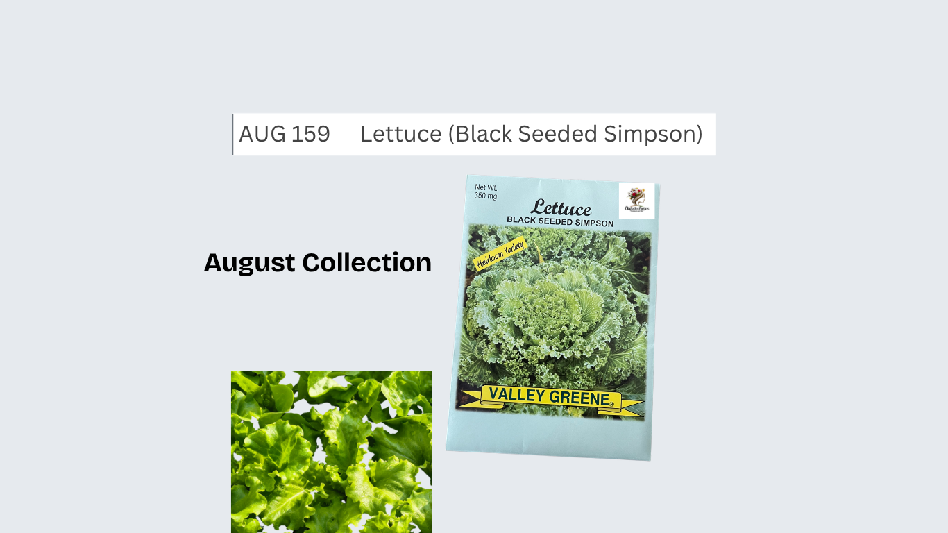 Lettuce (Black Seeded Simpson)