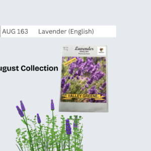 Lavender (English)