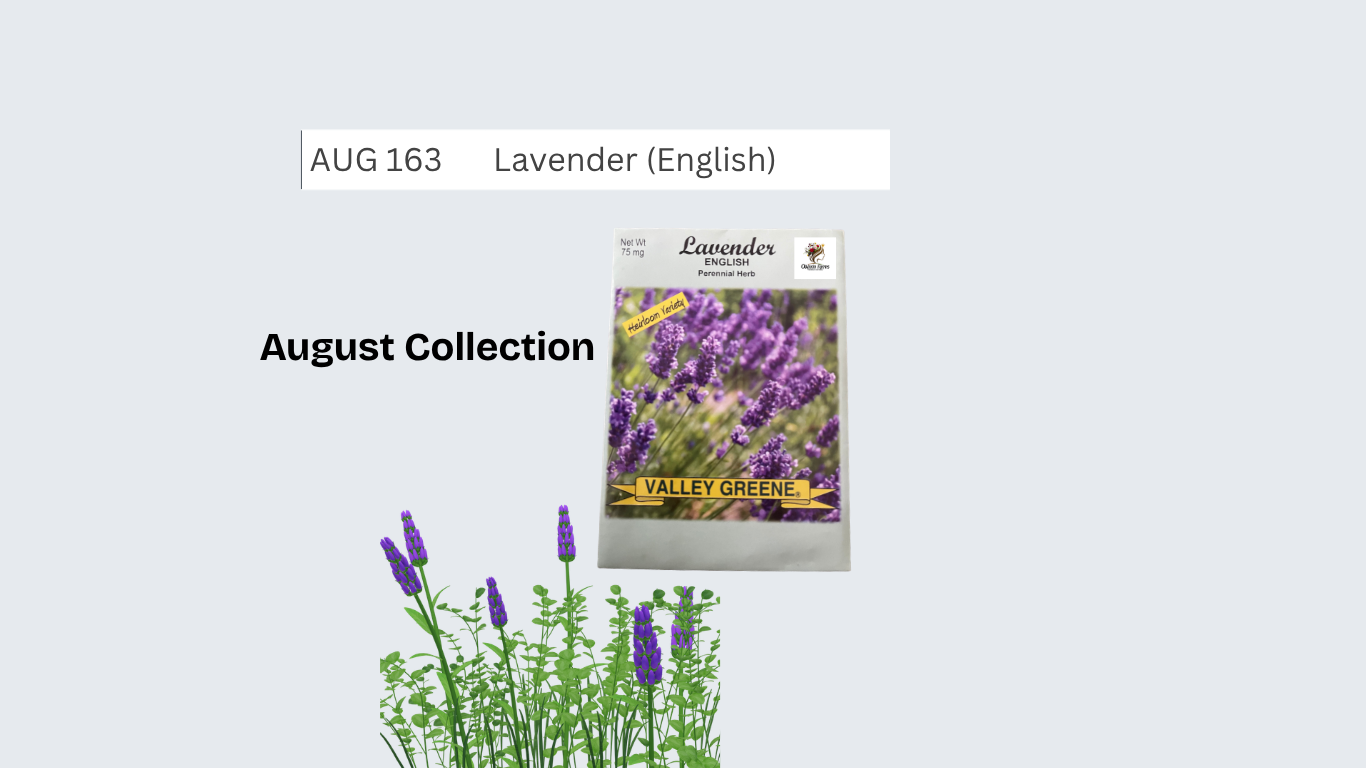 Lavender (English)