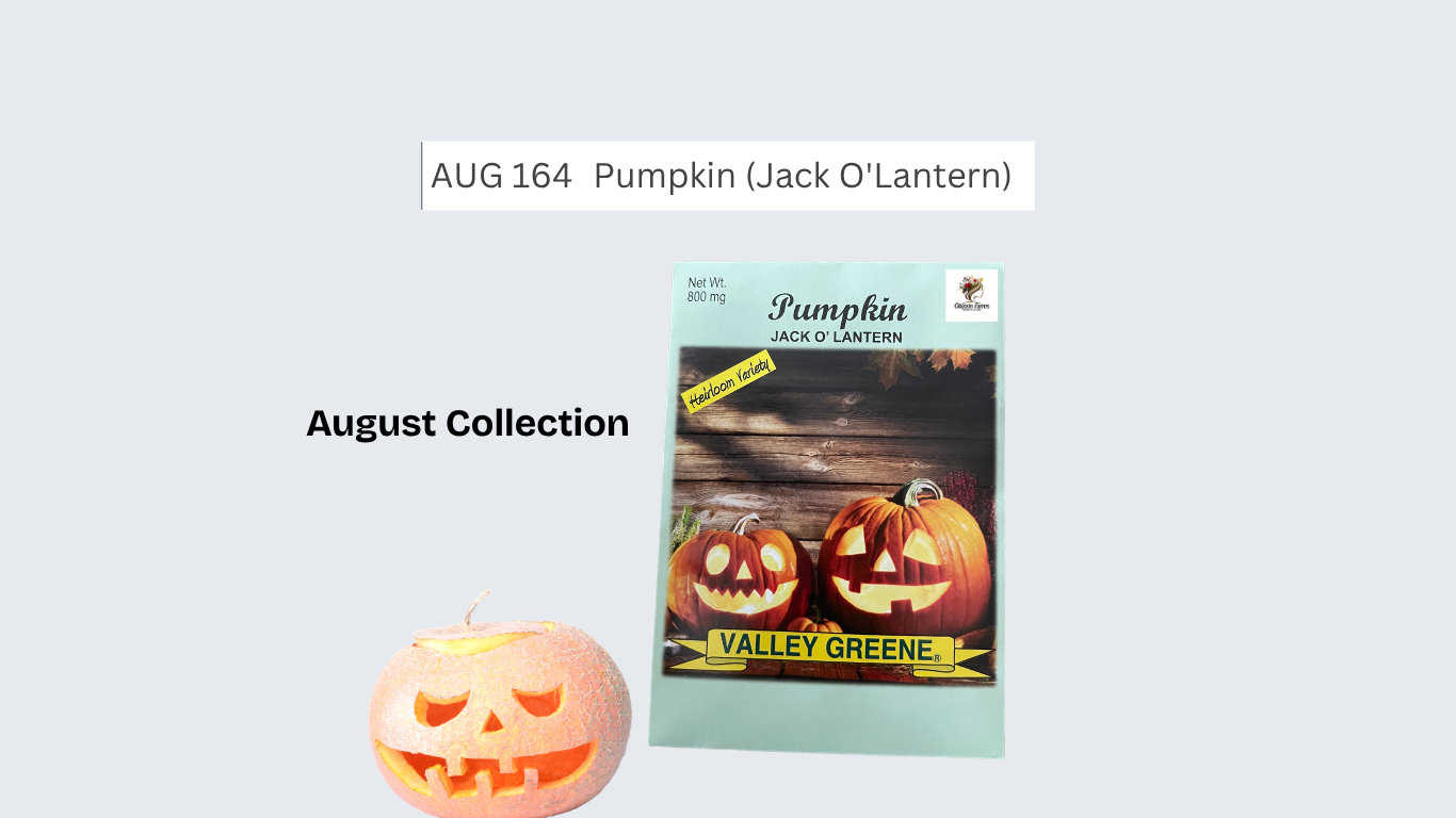Pumpkin (Jack O'Lantern)