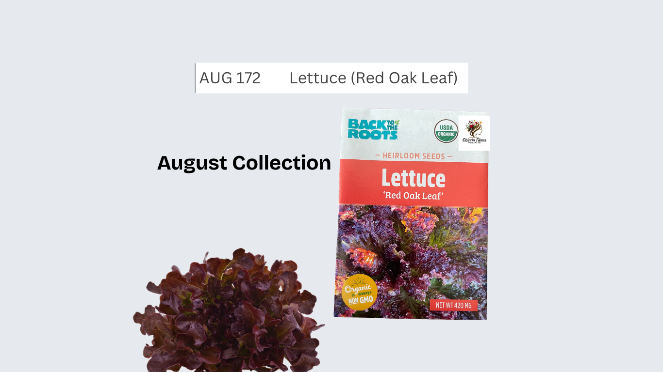 Lettuce (Red Oak Leaf)