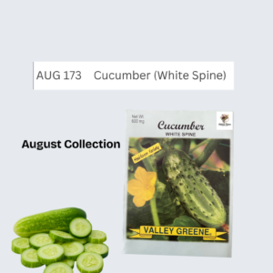 Cucumber (White Spine)