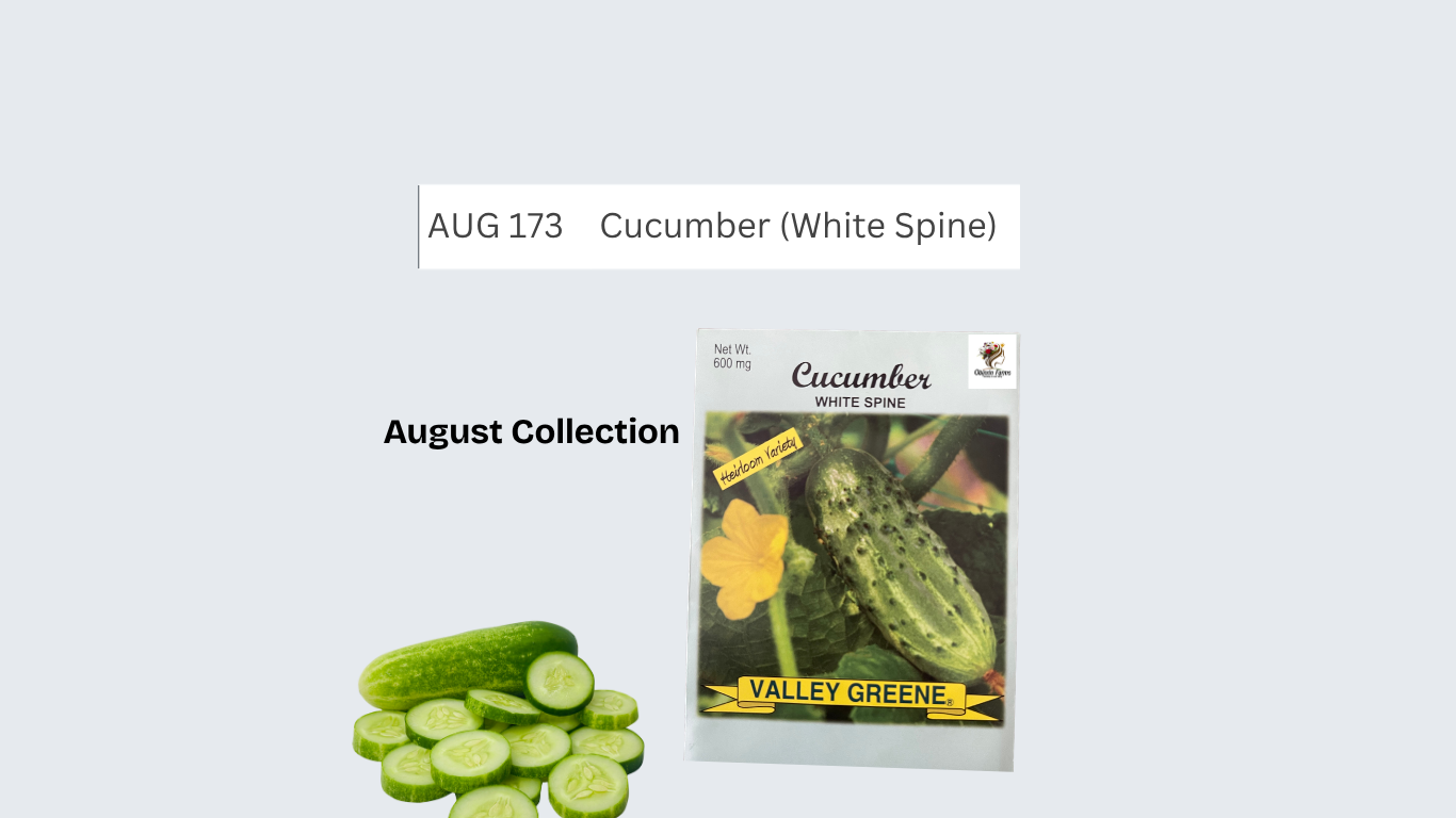 Cucumber (White Spine)
