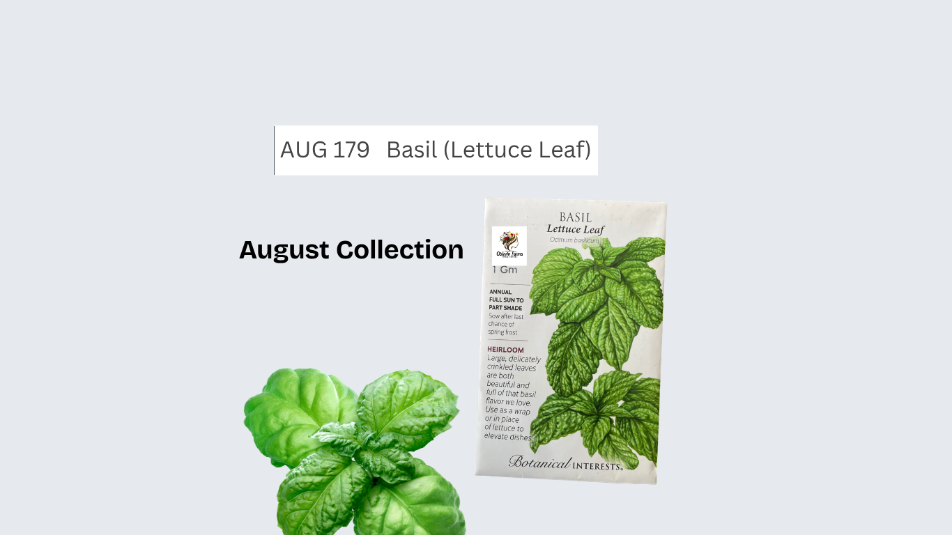 Basil (Leaf Lettuce)
