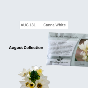 Canna White