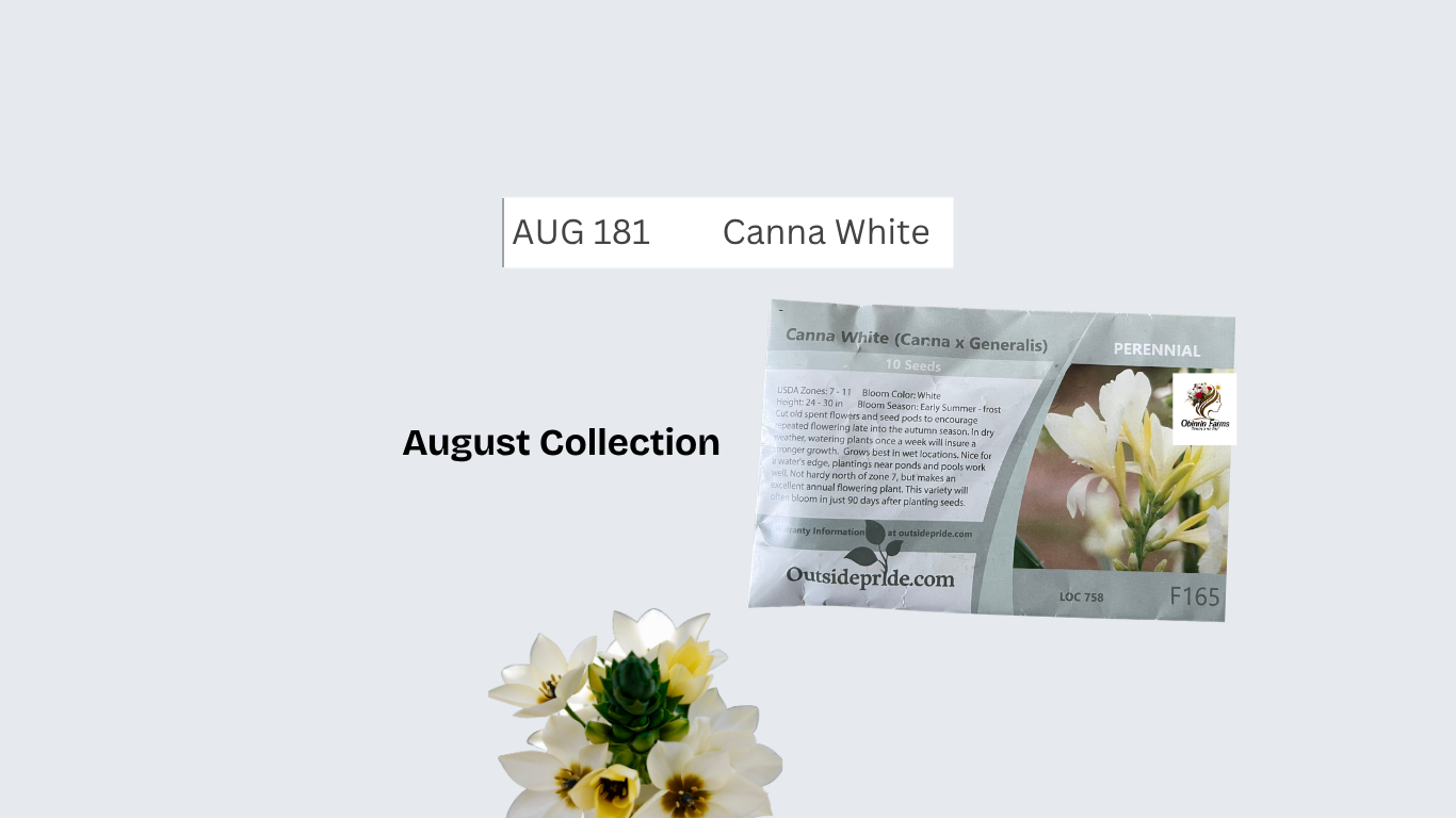 Canna White