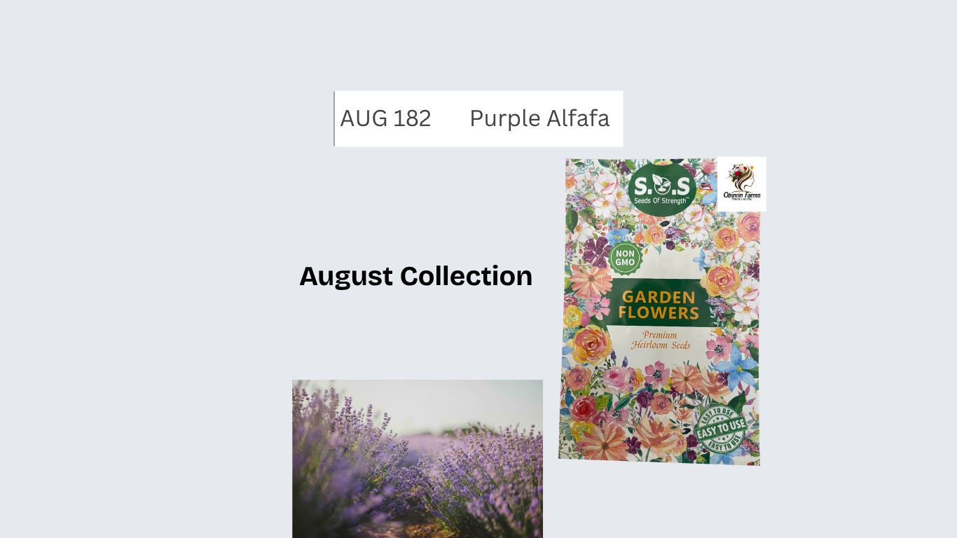 Purple Alfafa