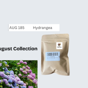 Hydrangea
