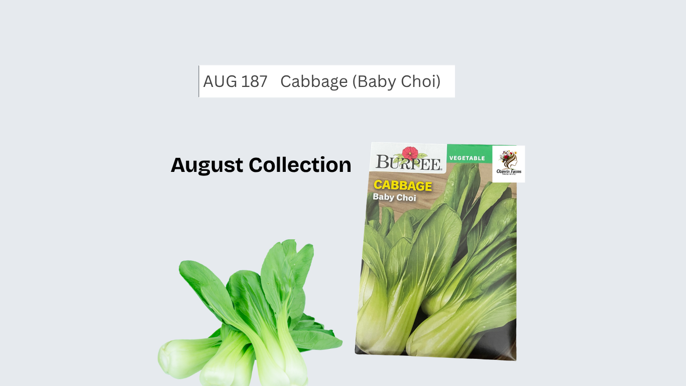 Cabbage (Baby Choi)