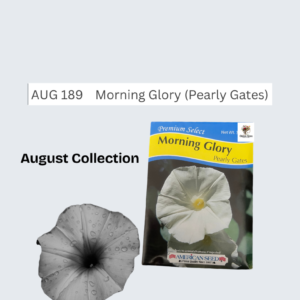 Morning Glory (Pearly Gates)