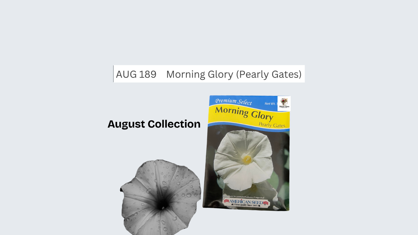 Morning Glory (Pearly Gates)