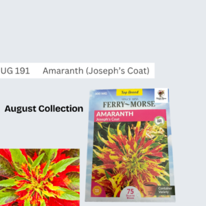 Amaranth (Joseph’s Coat)