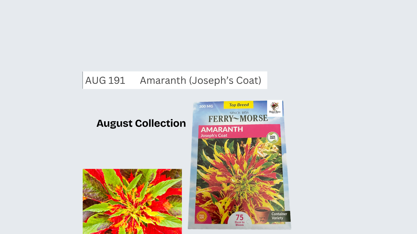 Amaranth (Joseph’s Coat)