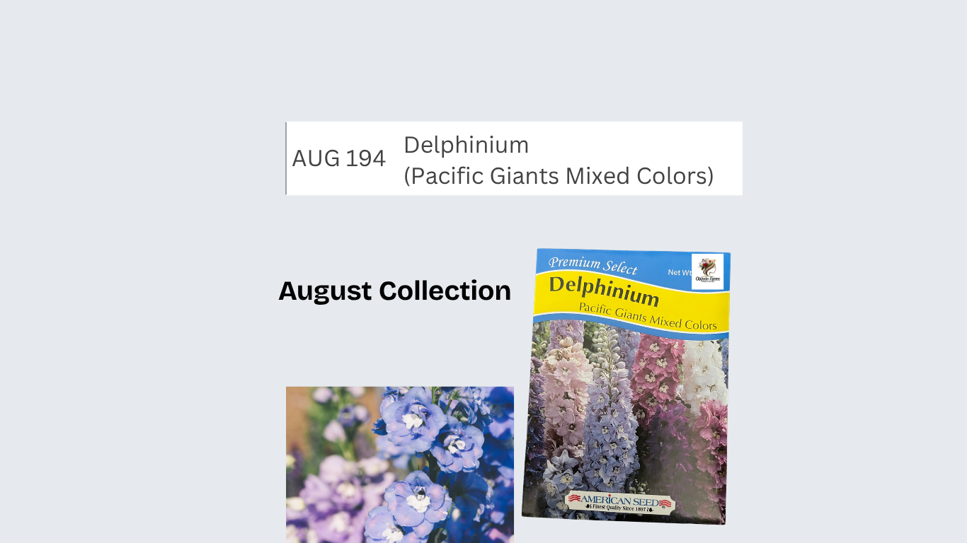 Delphinium (Pacific Giants Mixed Colors)