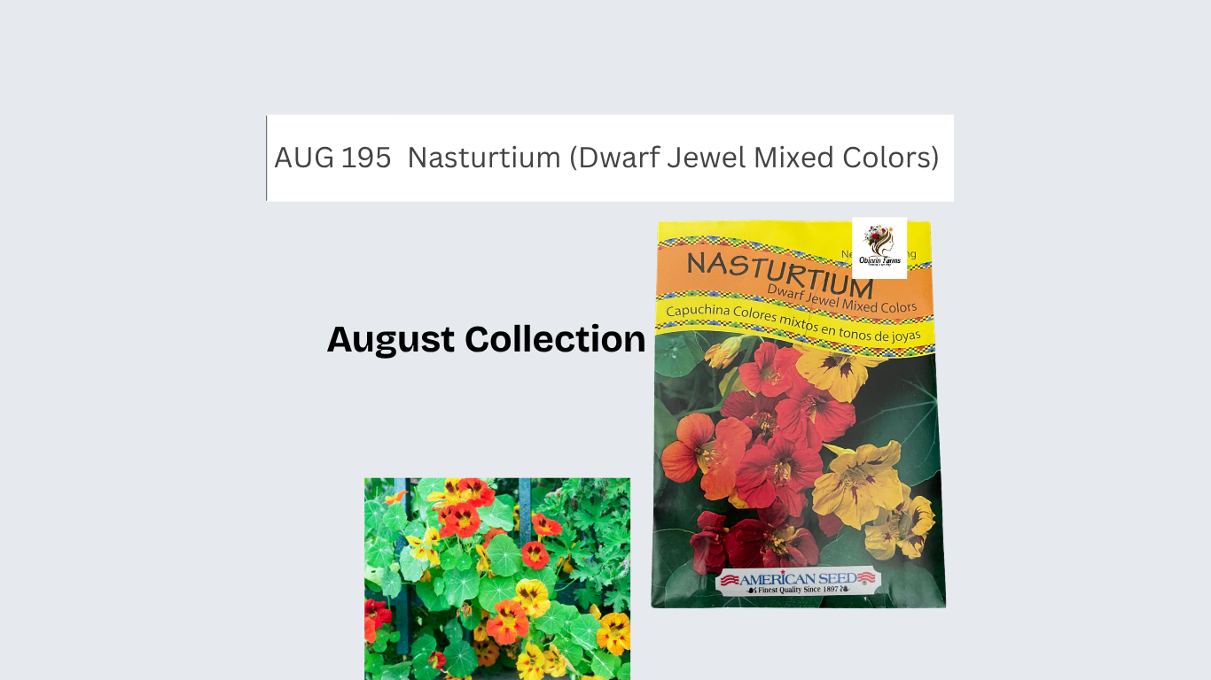 Nasturtium (Dwarf Jewel Mixed Colors)