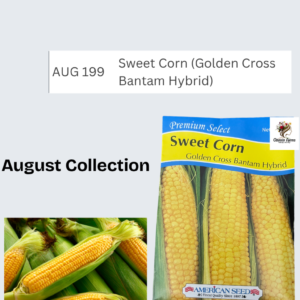 Sweet Corn (Golden Cross Bantam Hybrid)
