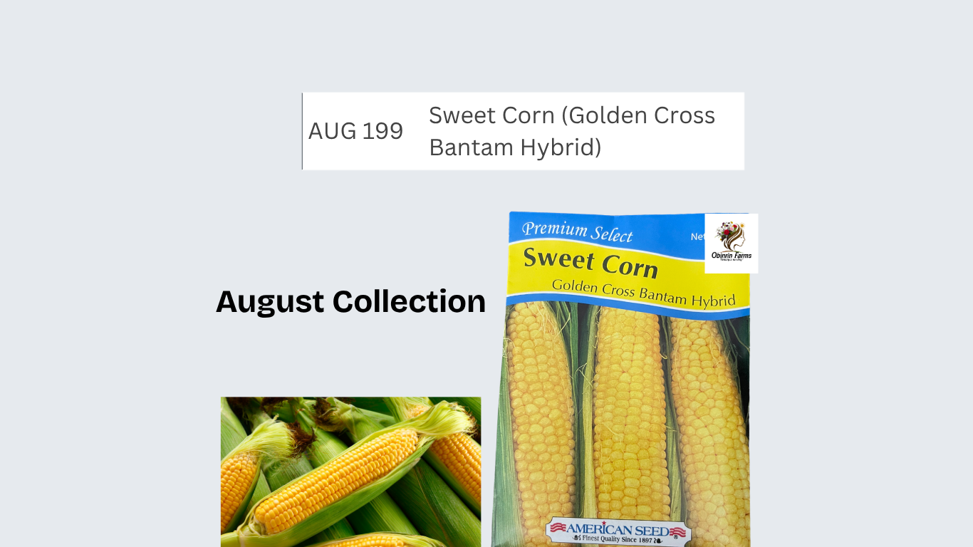 Sweet Corn (Golden Cross Bantam Hybrid)