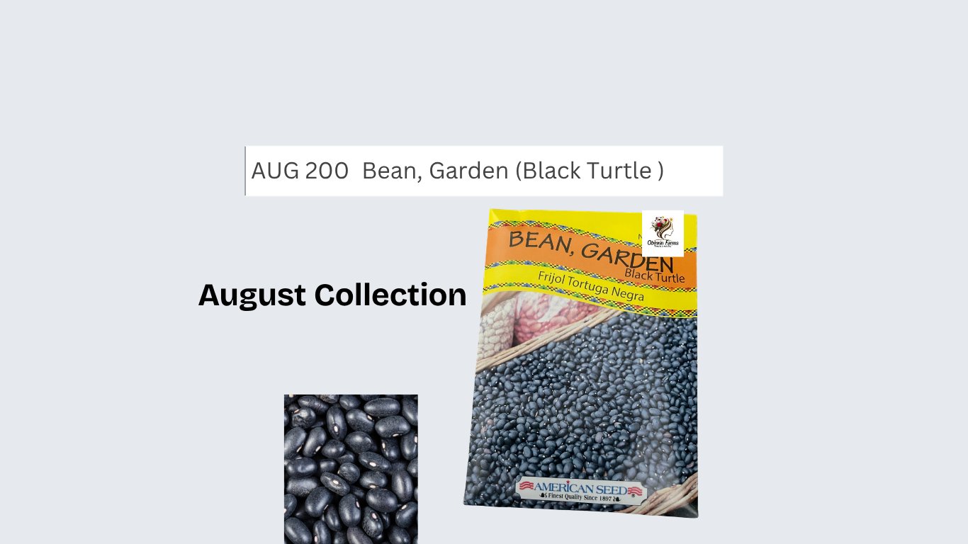 Bean, Garden (Black Turtle )