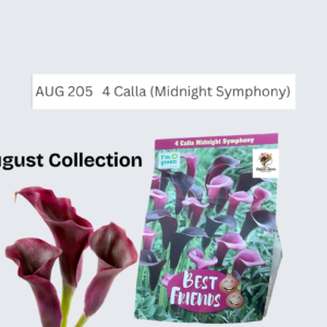 Calla (Midnight Symphony)