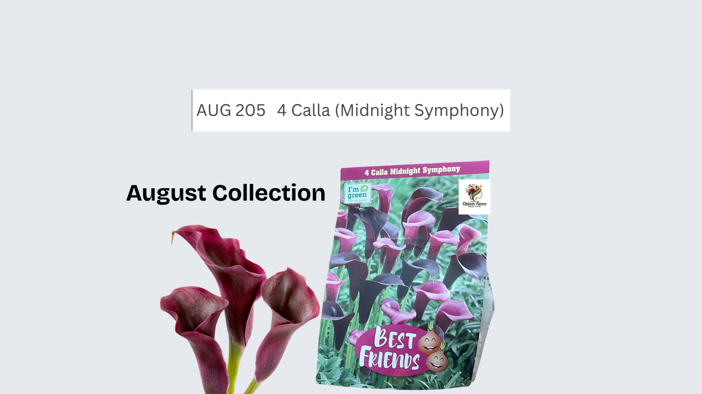 Calla (Midnight Symphony)