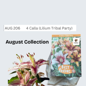 Calla (Lilium Tribal Party)