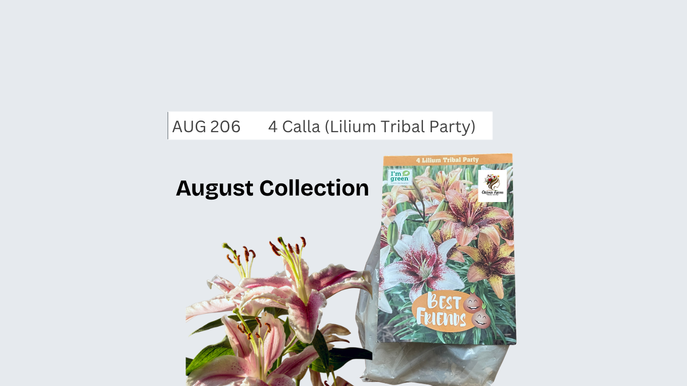 Calla (Lilium Tribal Party)
