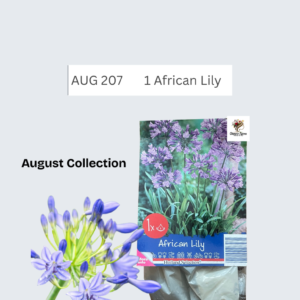 African Lily