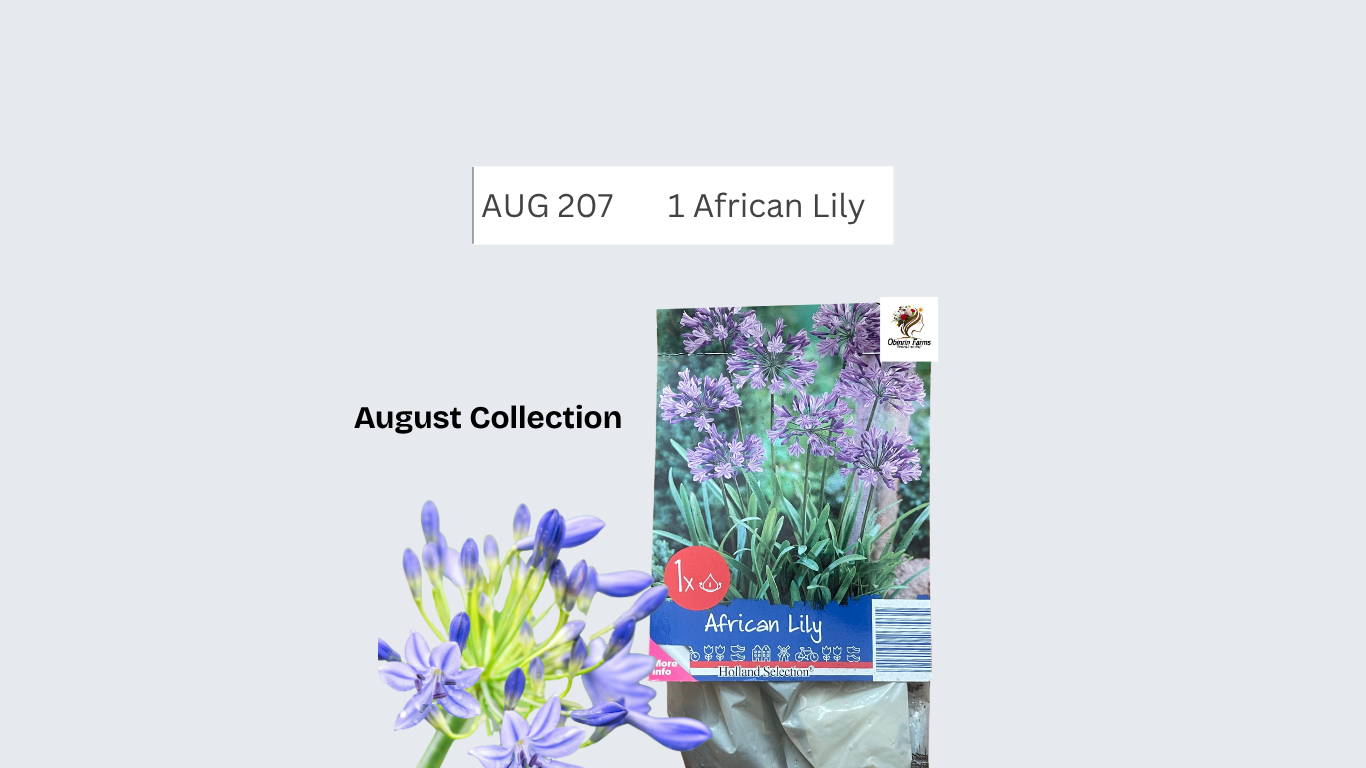 African Lily