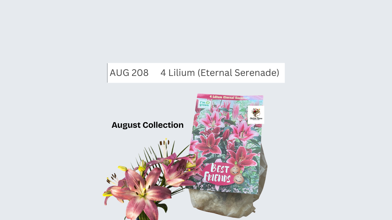 Lilium (Eternal Serenade)