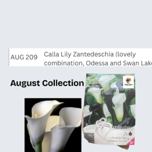 Calla Lily Zantedeschia (lovely combination, Odessa and Swan Lake)