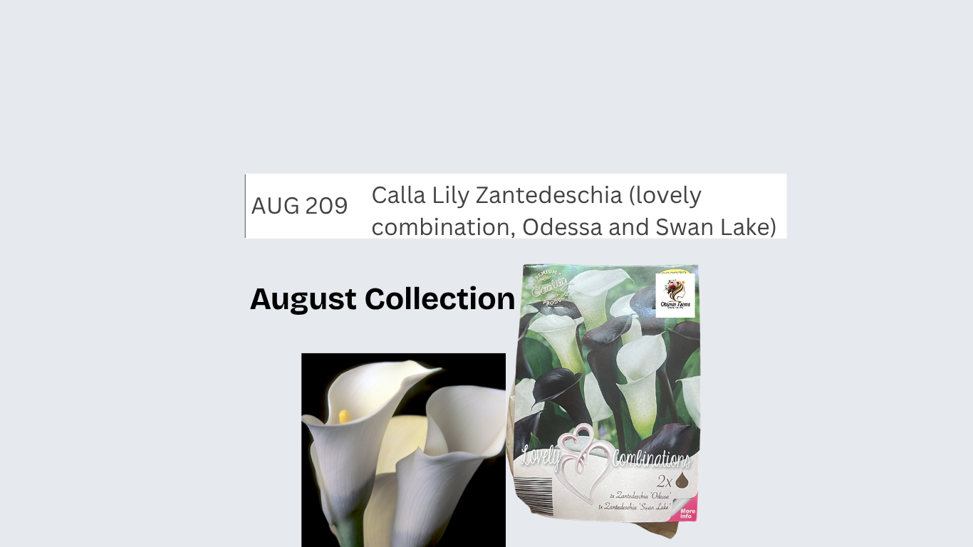 Calla Lily Zantedeschia (lovely combination, Odessa and Swan Lake)