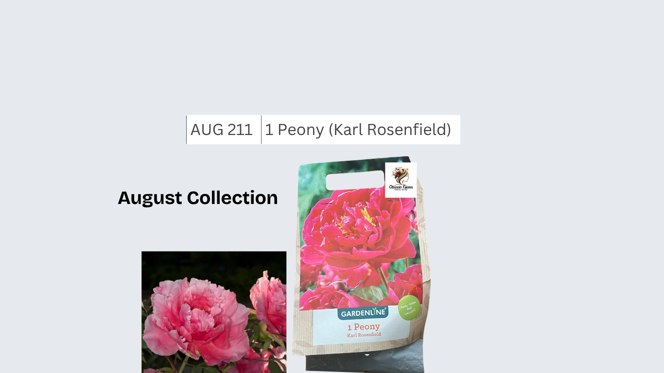 Peony (Karl Rosenfield)
