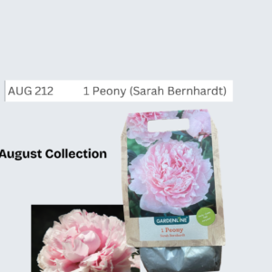 Peony (Sarah Bernhardt)