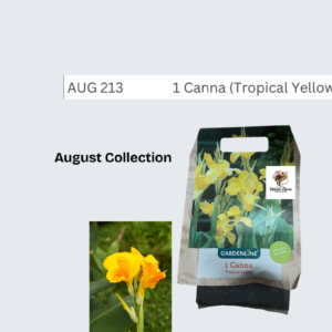 Canna (Tropical Yellow)