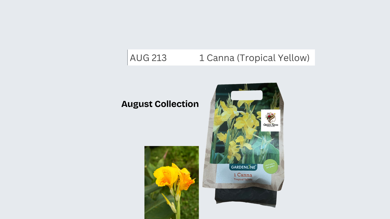 Canna (Tropical Yellow)