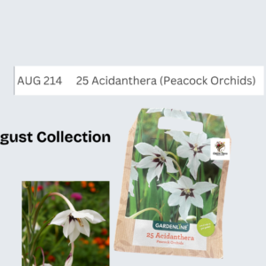 Acidanthera (Peacock Orchids)