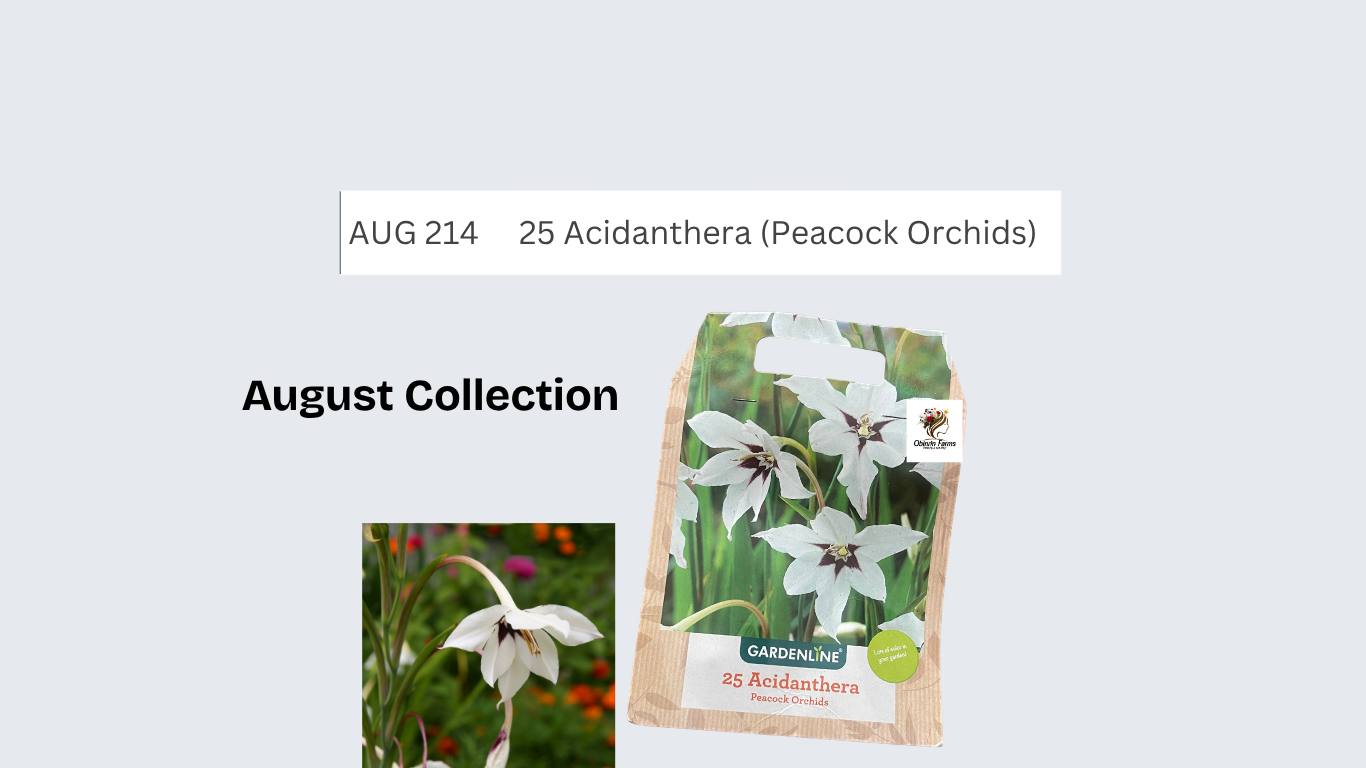 Acidanthera (Peacock Orchids)