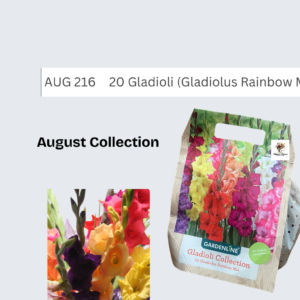 Gladioli (Gladiolus Rainbow Mix)
