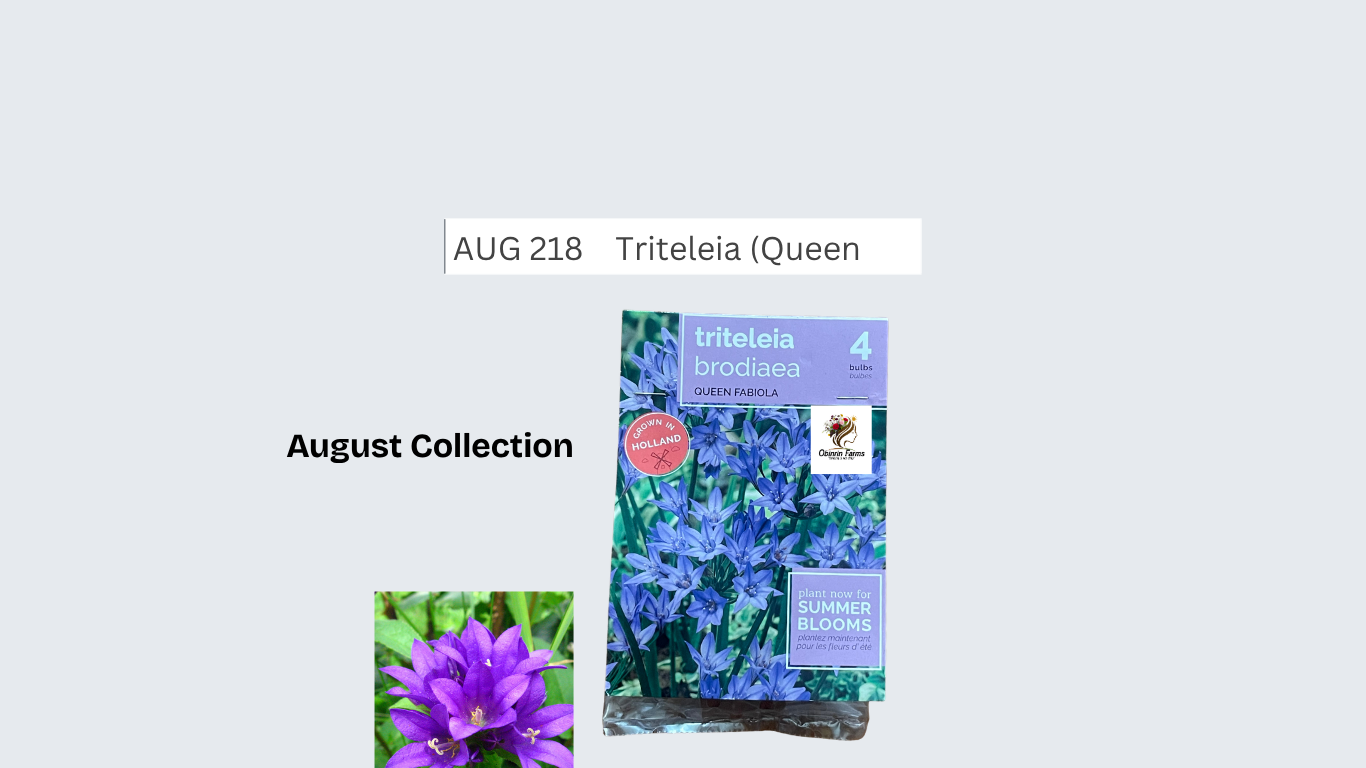 Triteleia (Queen Fabiola)
