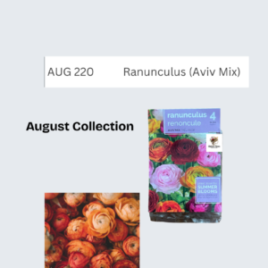 Ranunculus (Aviv Mix)