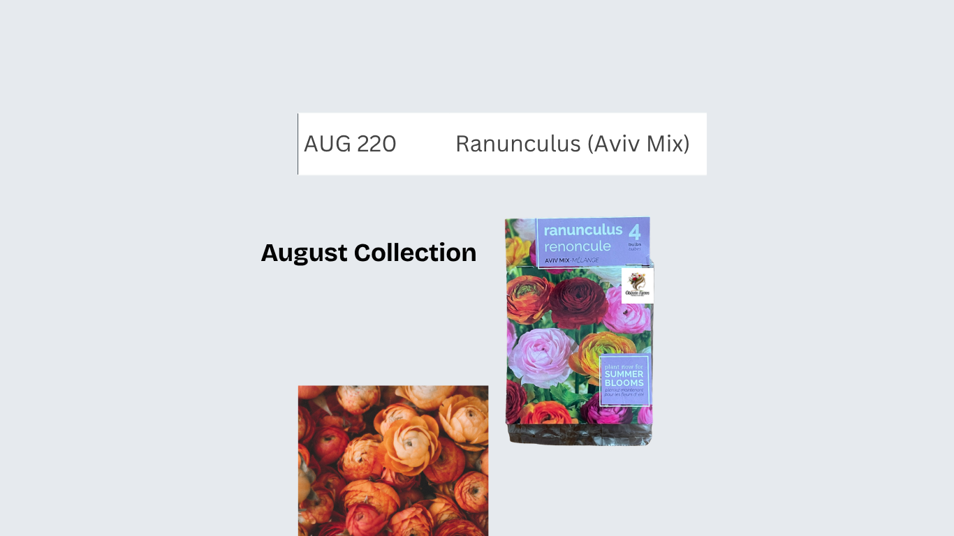 Ranunculus (Aviv Mix)