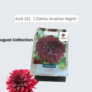 Dahlia (Arabian Night)