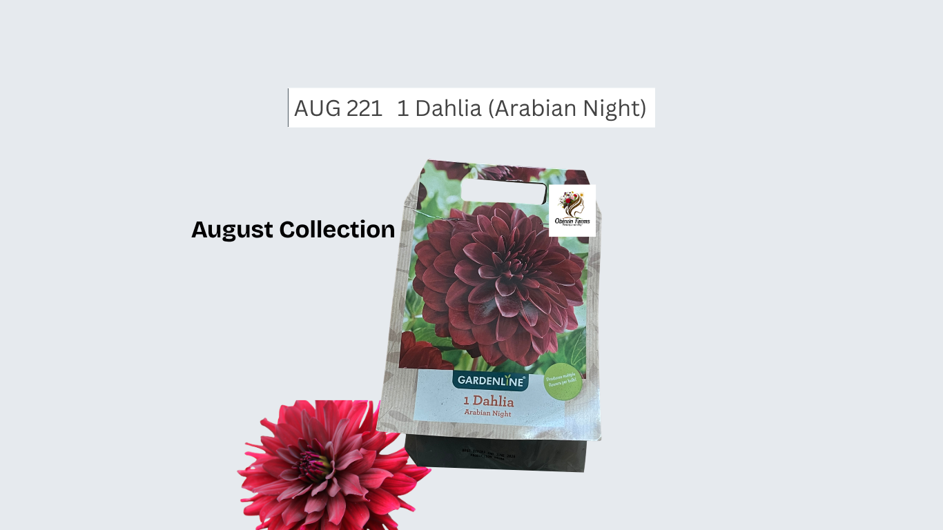 Dahlia (Arabian Night)