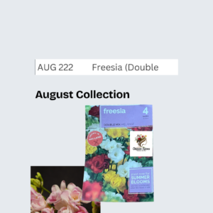 Freesia (Double Mix)