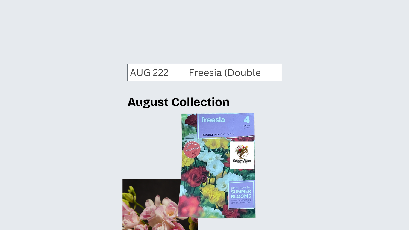 Freesia (Double Mix)