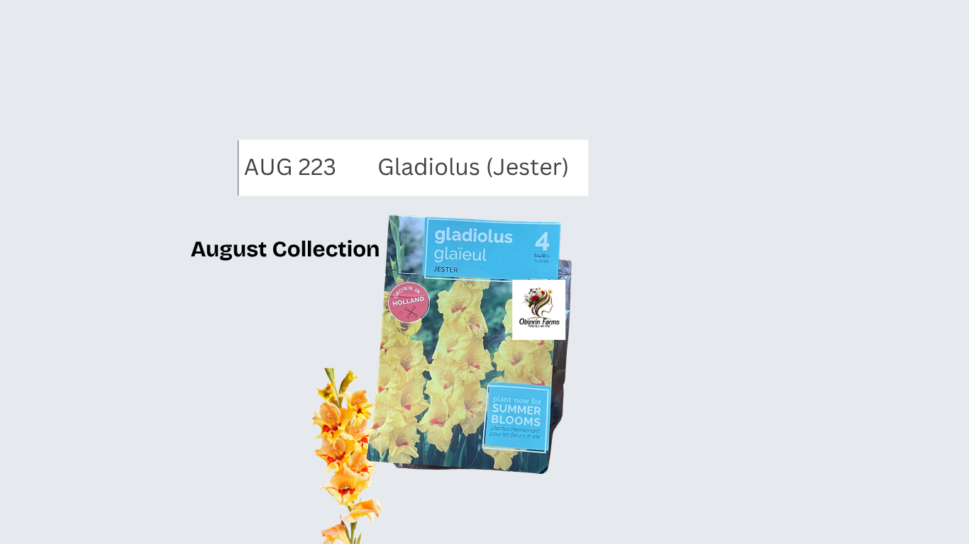 Gladiolus (Jester)