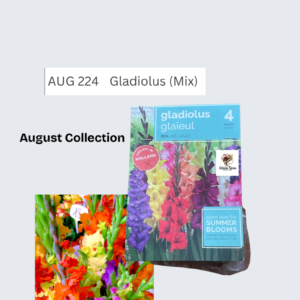 Gladiolus (Mix)