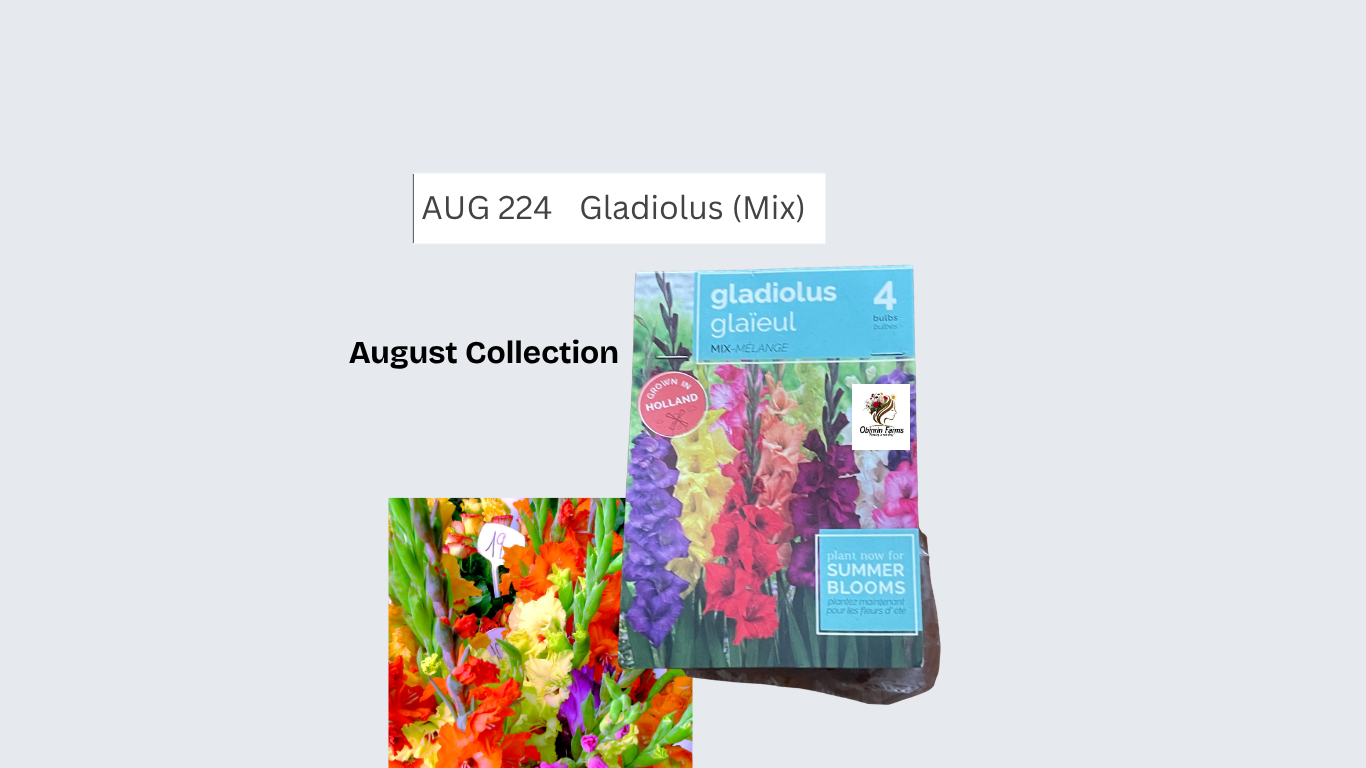 Gladiolus (Mix)